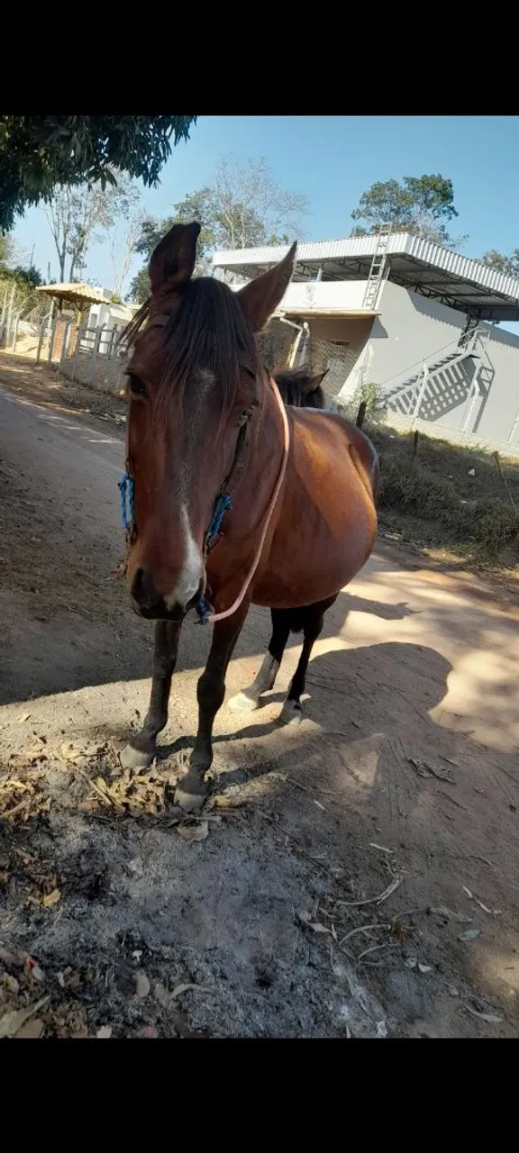 Egua Mangalarga