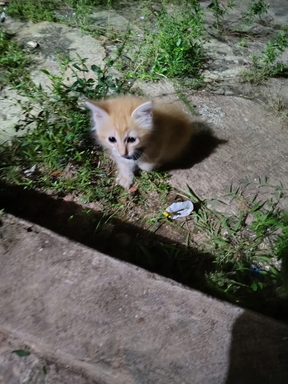 Gatinho Lindo para Adoção