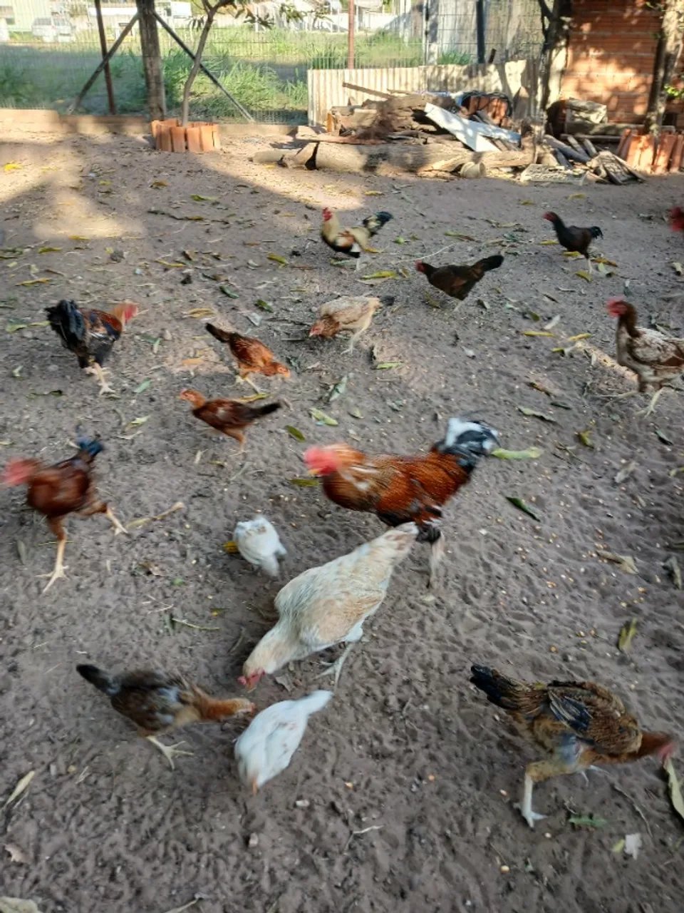 Galinha caipira