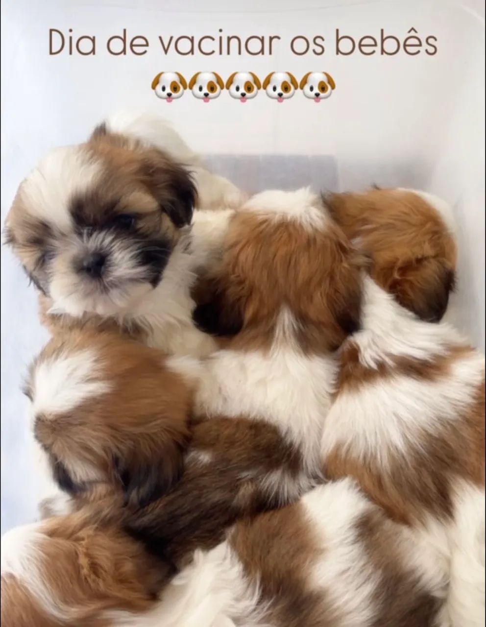 ShihTzu  - Foto 2