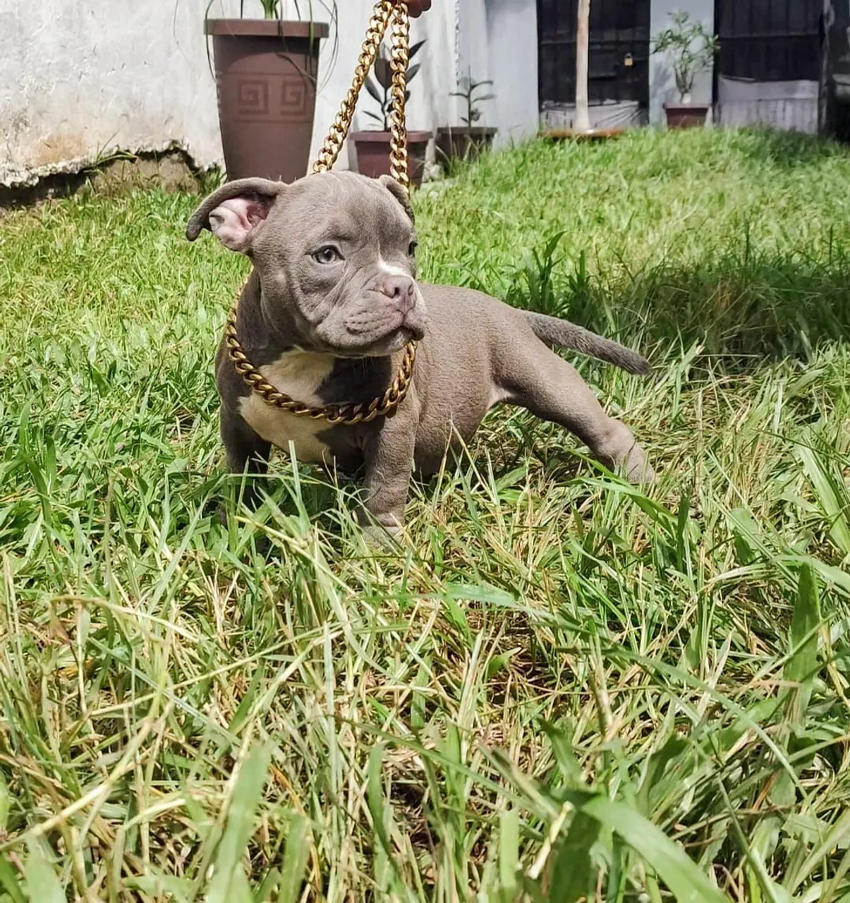 AMERICAN BULLY MACHO COM PEDIGREE ( FILHOTE )