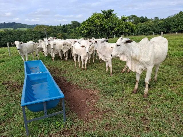 Novilhas Nelore Extra 25 idade 18 a 24 meses preço no puxa R$ 2.700,00