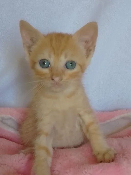 Gata laranja de olhos azuis com 40 dias - Foto 2