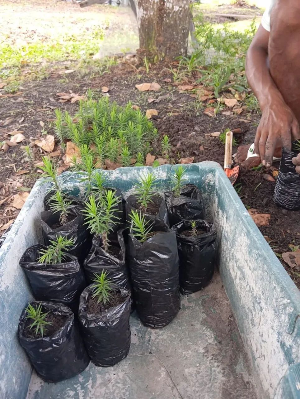 Mudas de Araucaria64319179358211120