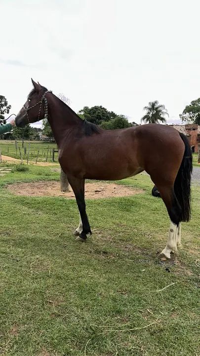 Egua colorada - Foto 2