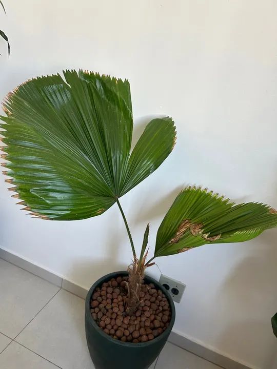 Palmeira natural Chamaedorea Elegans - Foto 2