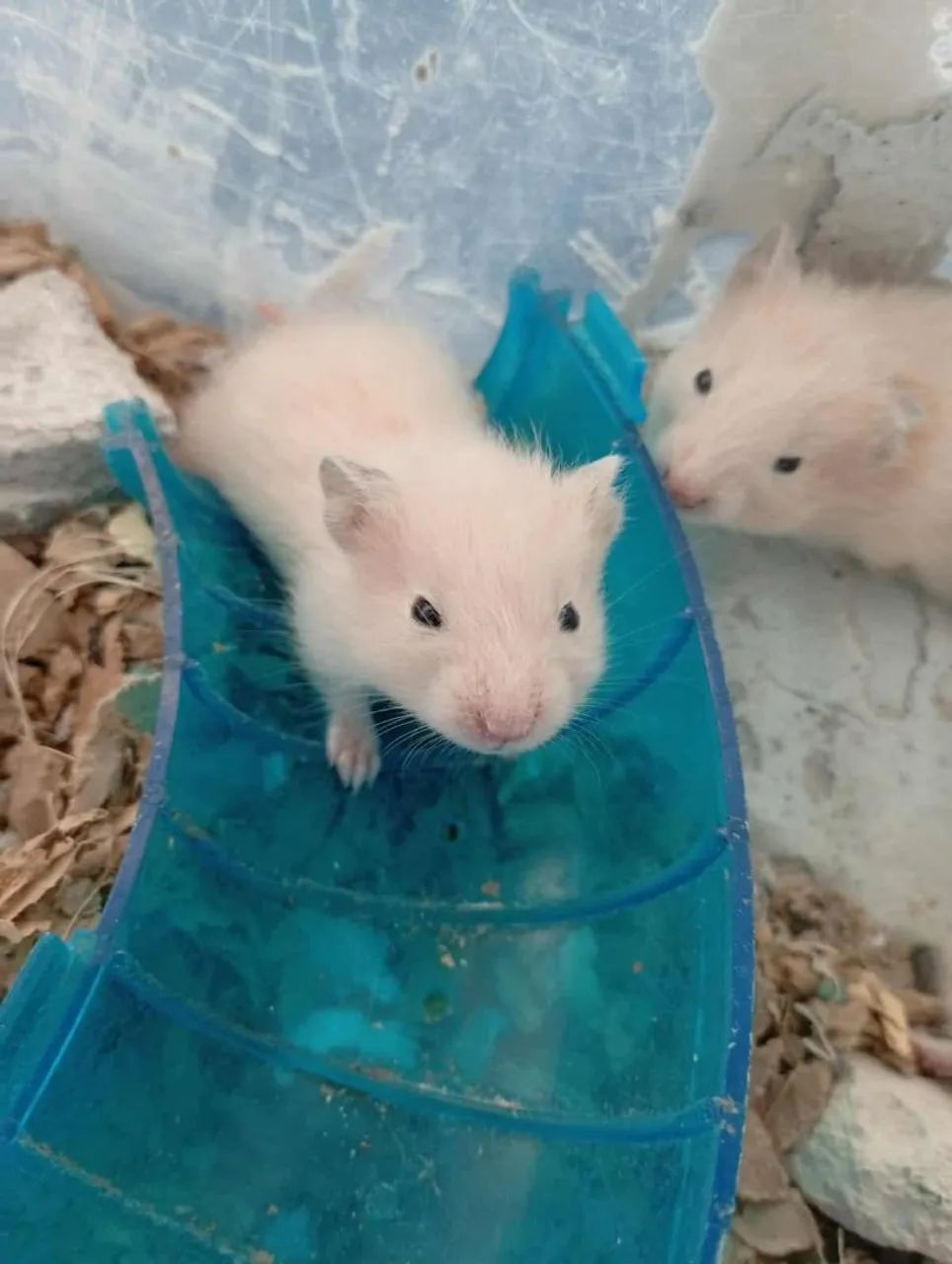 Hamster sírio 64313863927939121