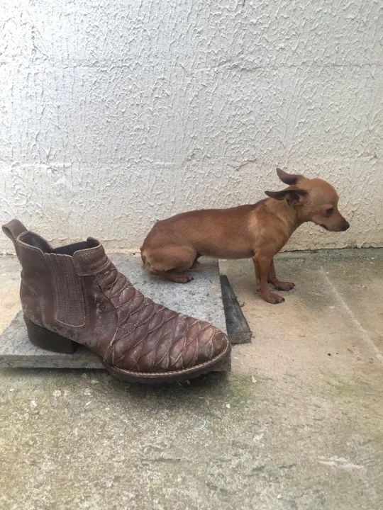 Pinsher machinho  2 aninhos Procurando Lar - Foto 4