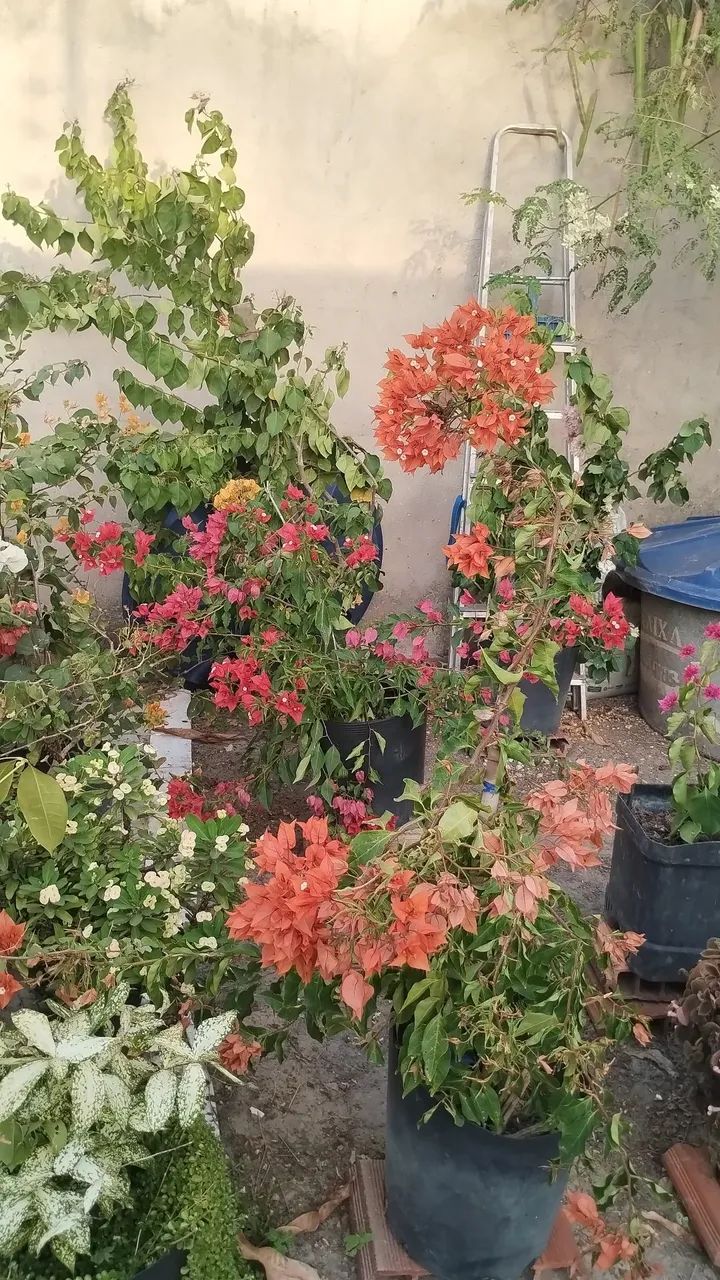 Venda bugavilles grande e pequeno 