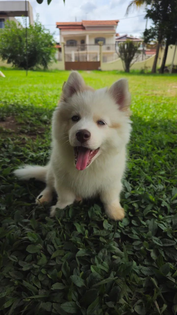 Filhote de Pomsky - 3 meses  - Foto 2