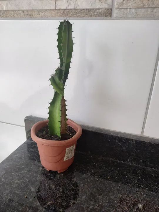 Cacto mandacaru em vaso - Foto 2