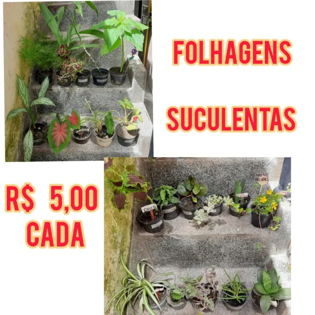plantas e folhagens