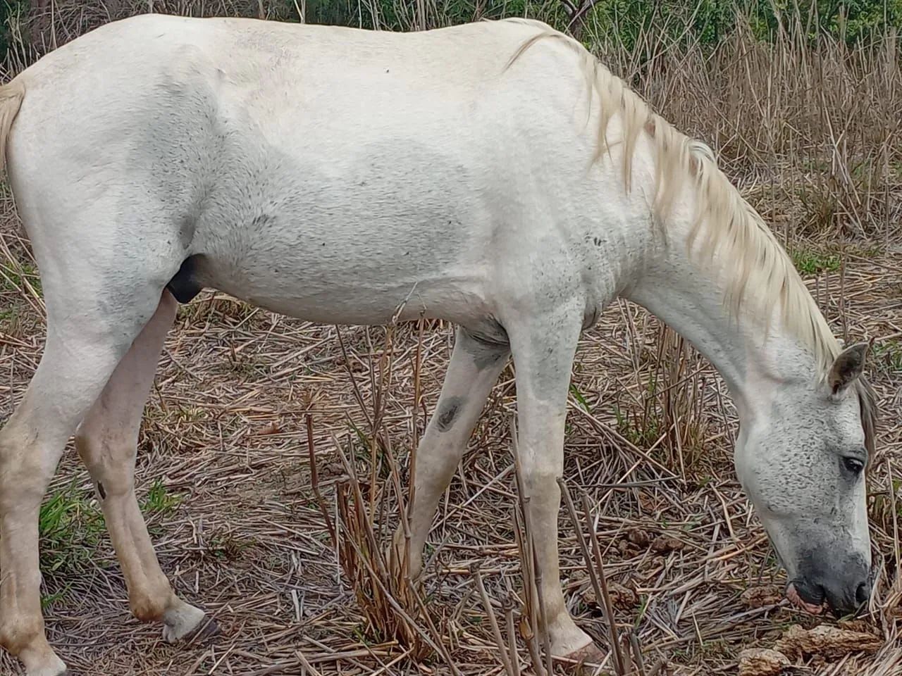 Cavalo manso - Foto 4