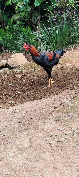 Galos e frangos região de Atibaia  - Foto 3