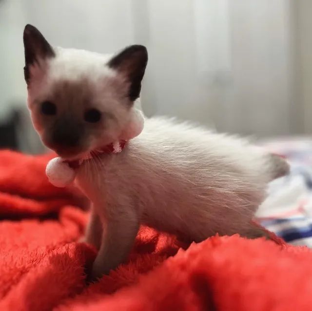 Doação gato macho, vermifugo e castração inclusas