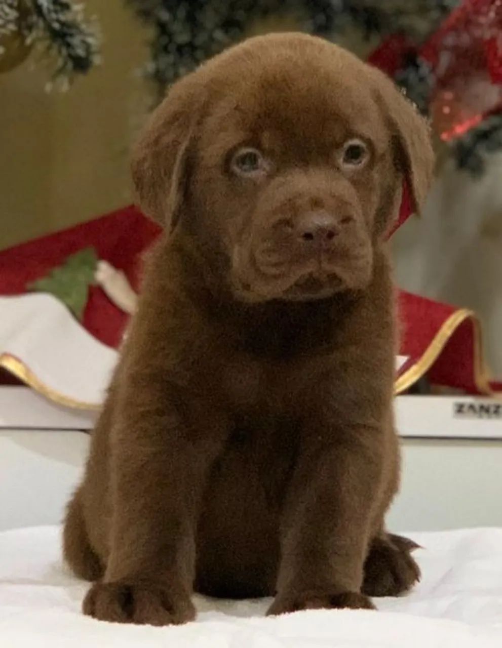 Labrador - Energia e afeto em abundância!