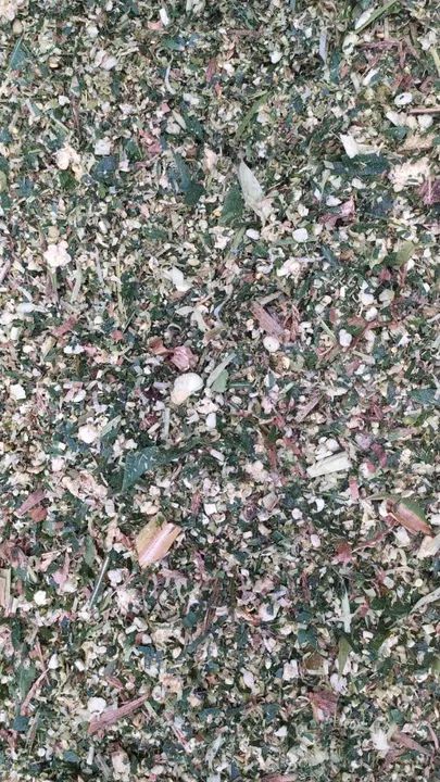 Silagem de milho  - Foto 3