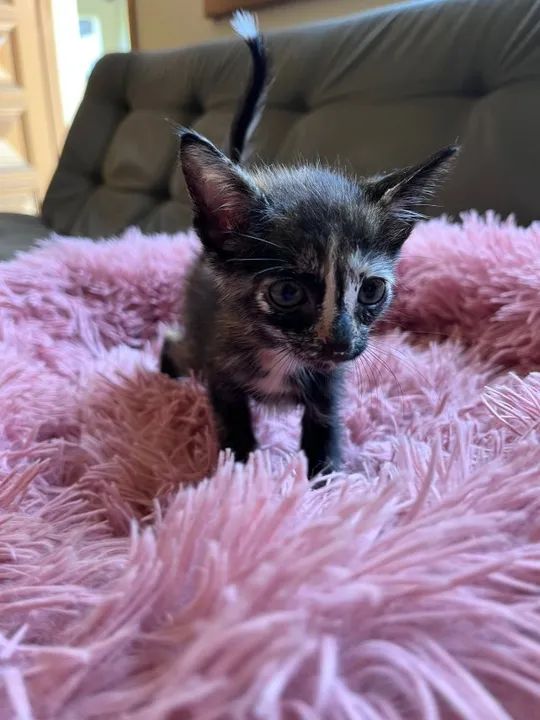 ADOÇÃO DE GATINHOS - Foto 4