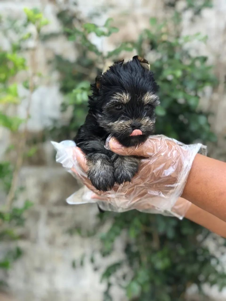 Yorkshire terrier - brincalhão e companheiro - ligue e venha buscar o seu hoje 