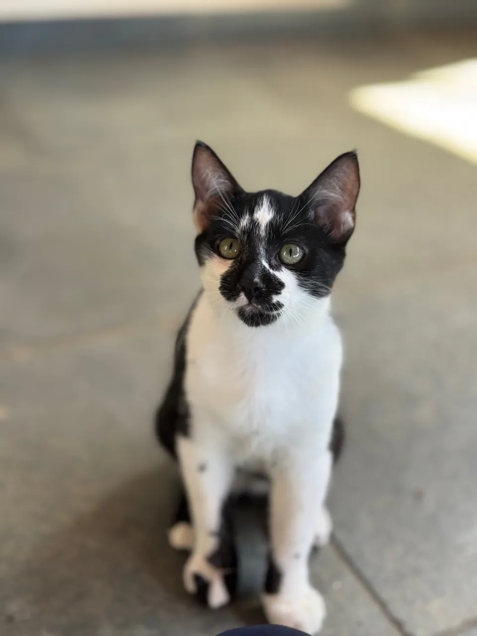 Gatinho filhote pra adoção