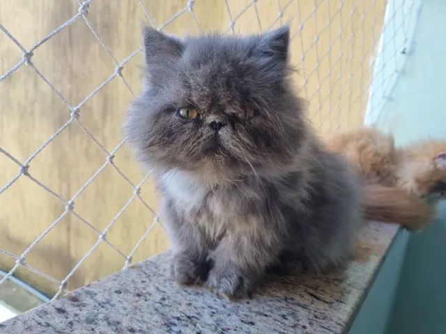 Gatos persa - Foto 2