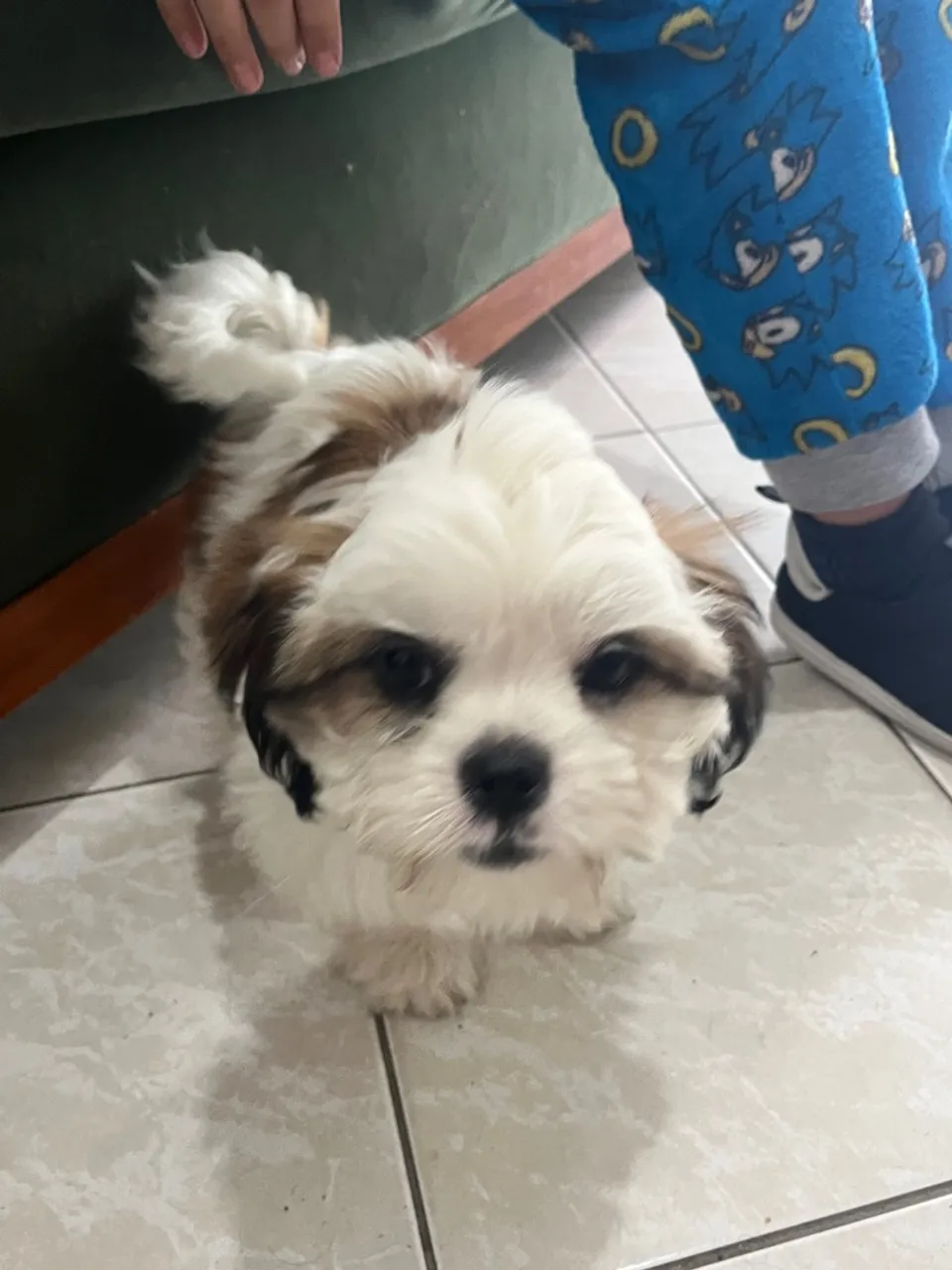 Filhote Shih Tzu fêmea