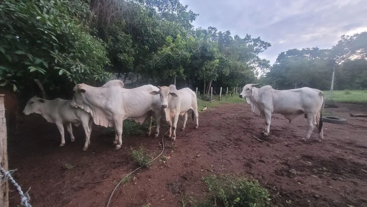 Vende-se touros - Foto 4