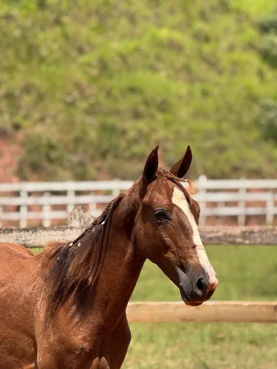 Potro Mangalarga Marchador extra de marcha picada e de genética! - Foto 2