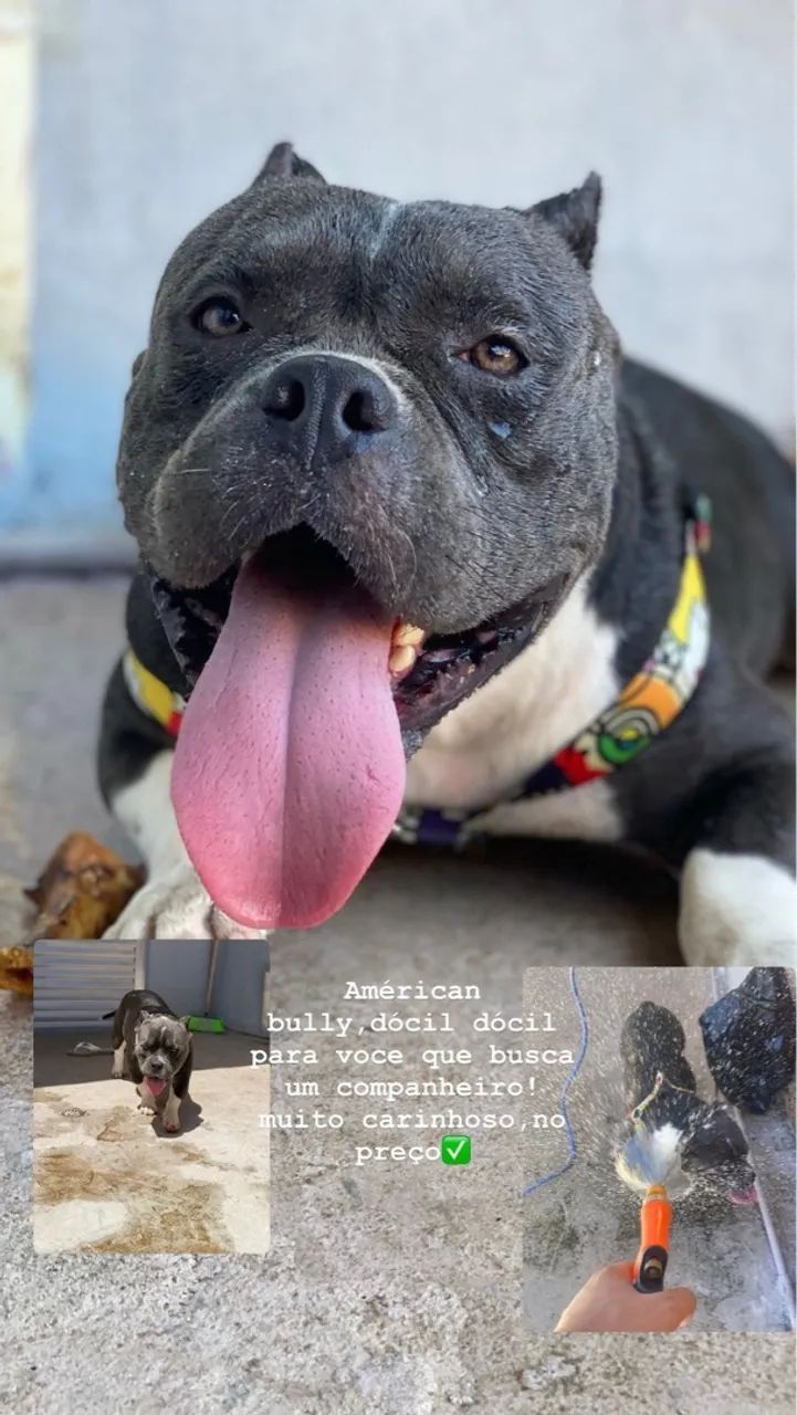 Filhote American Bully - Docile e Carinhoso