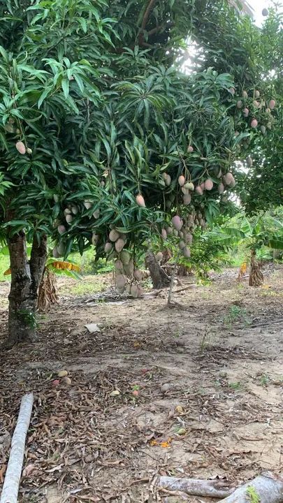 Sítio em catu com árvores frutíferas - Foto 2