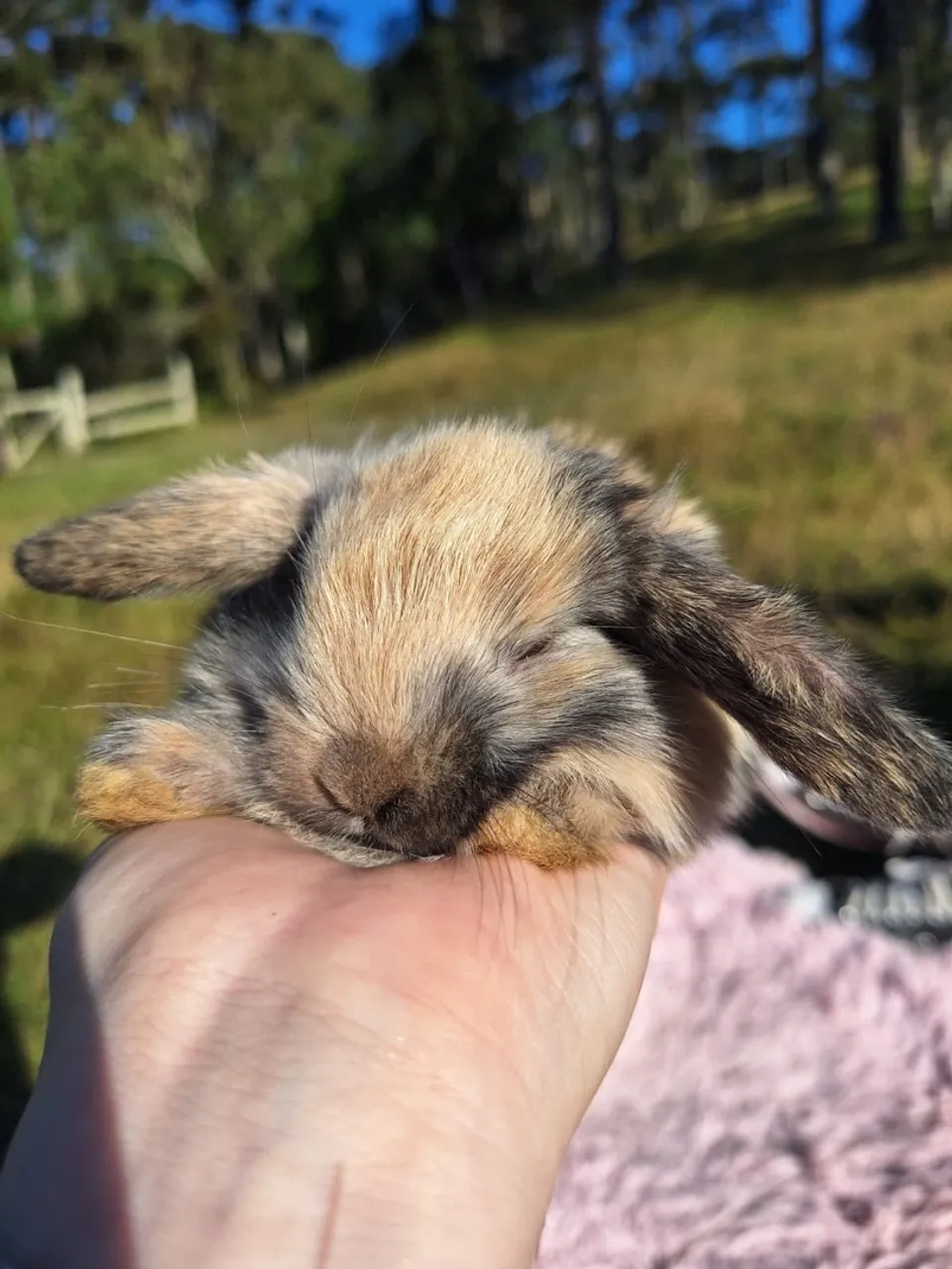 Coelhinho Mini Lop Uruguaio 