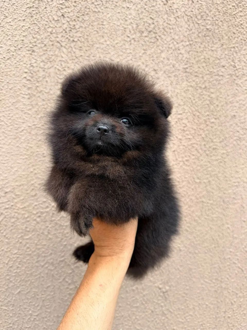 Lindo spitz macho..black - Foto 3