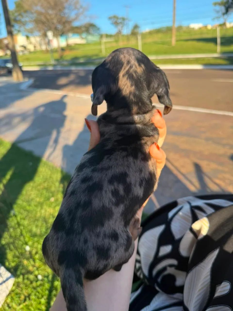 Dachshund - Foto 2