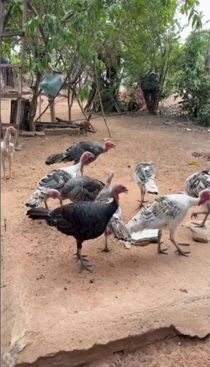 Venda de frangos de peru saudáveis e lindos 