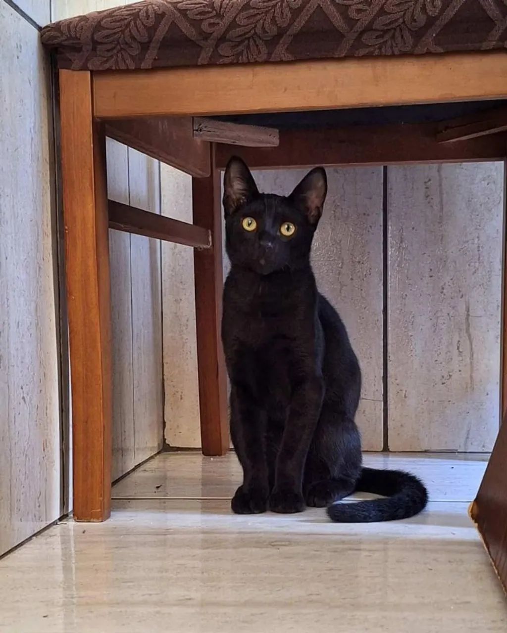 Gatos para Doação  - Foto 3