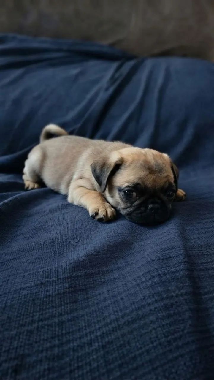 Filhote de Pug Macho