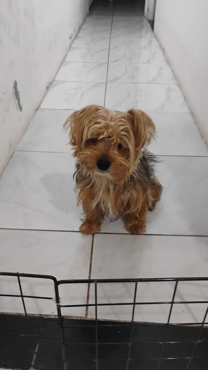 procura-se uma namorada para zayon  - Foto 3