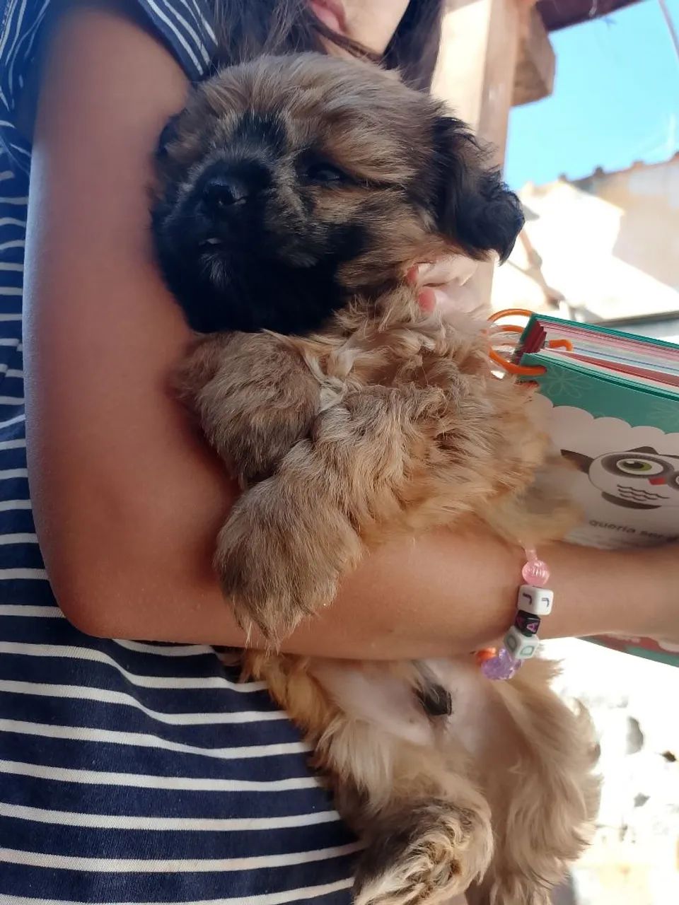 Shi Tzu macho dócil  - Foto 4