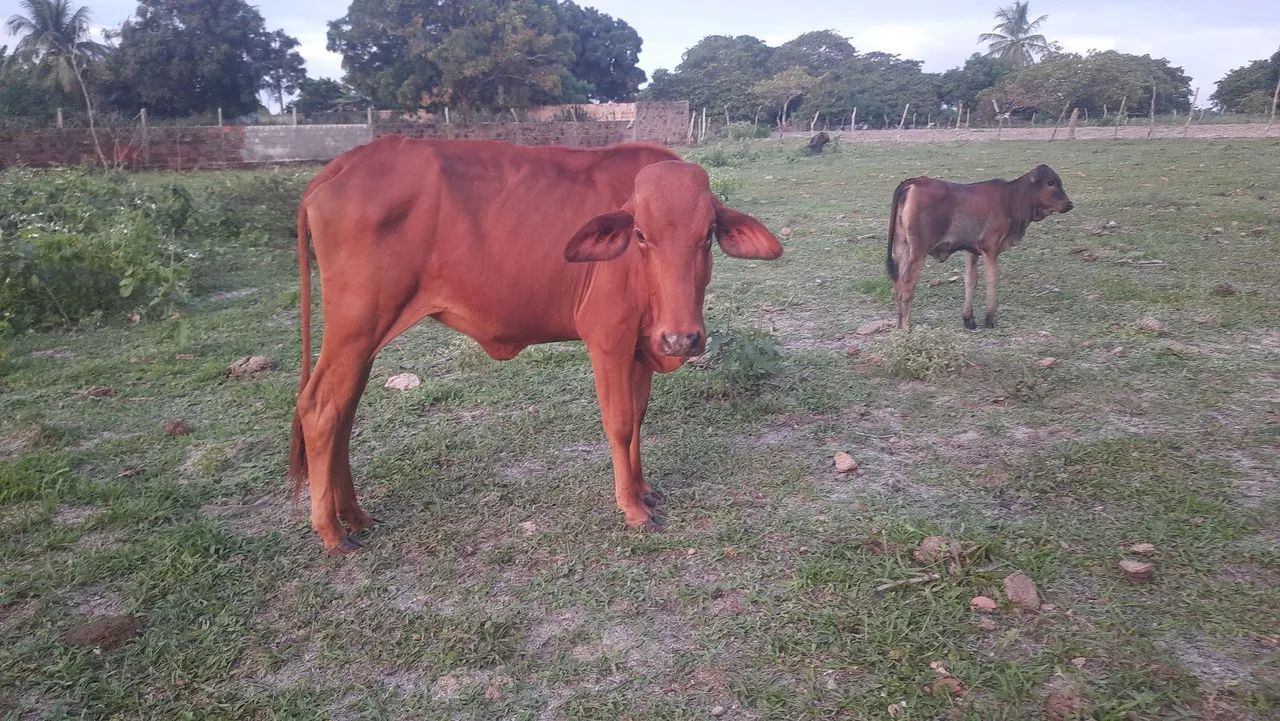 VACA SINDI PRA VENDER LIGEIRO  - Foto 2