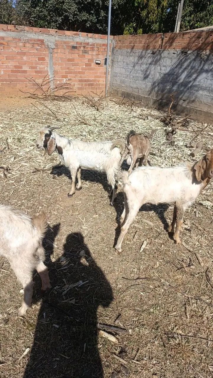 Cabra e cabrito 