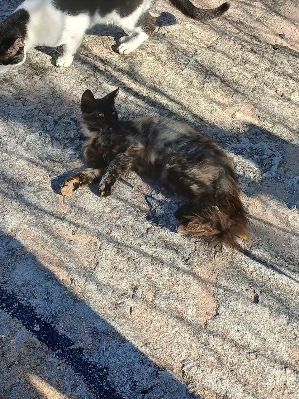 Gatinhos castrados para adoção  - Foto 4
