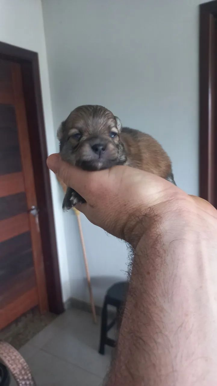 Lulu da pomerania  - Foto 4