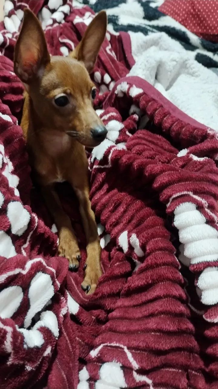Machinho de Pinscher  - Foto 4