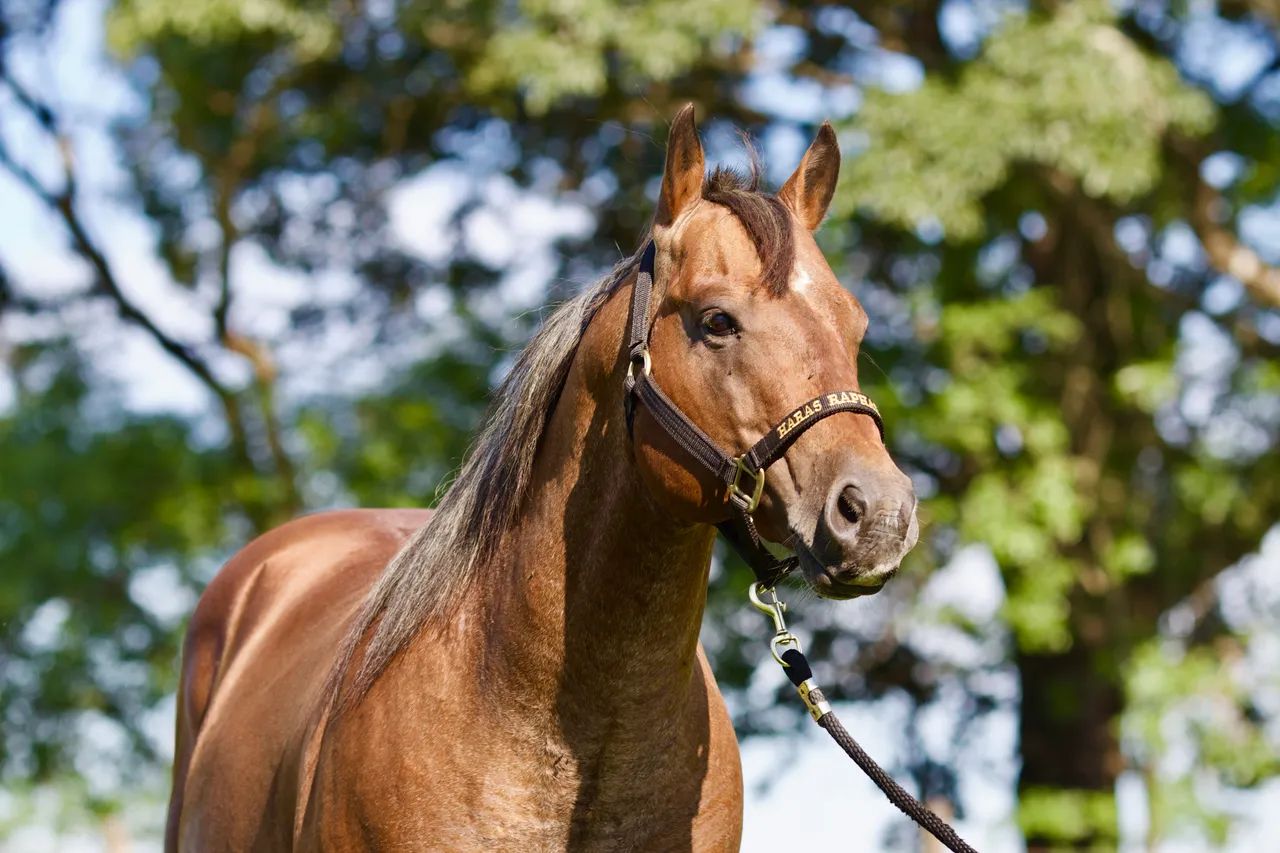 Cavalo garanhão quarto de milha registrado - Foto 3