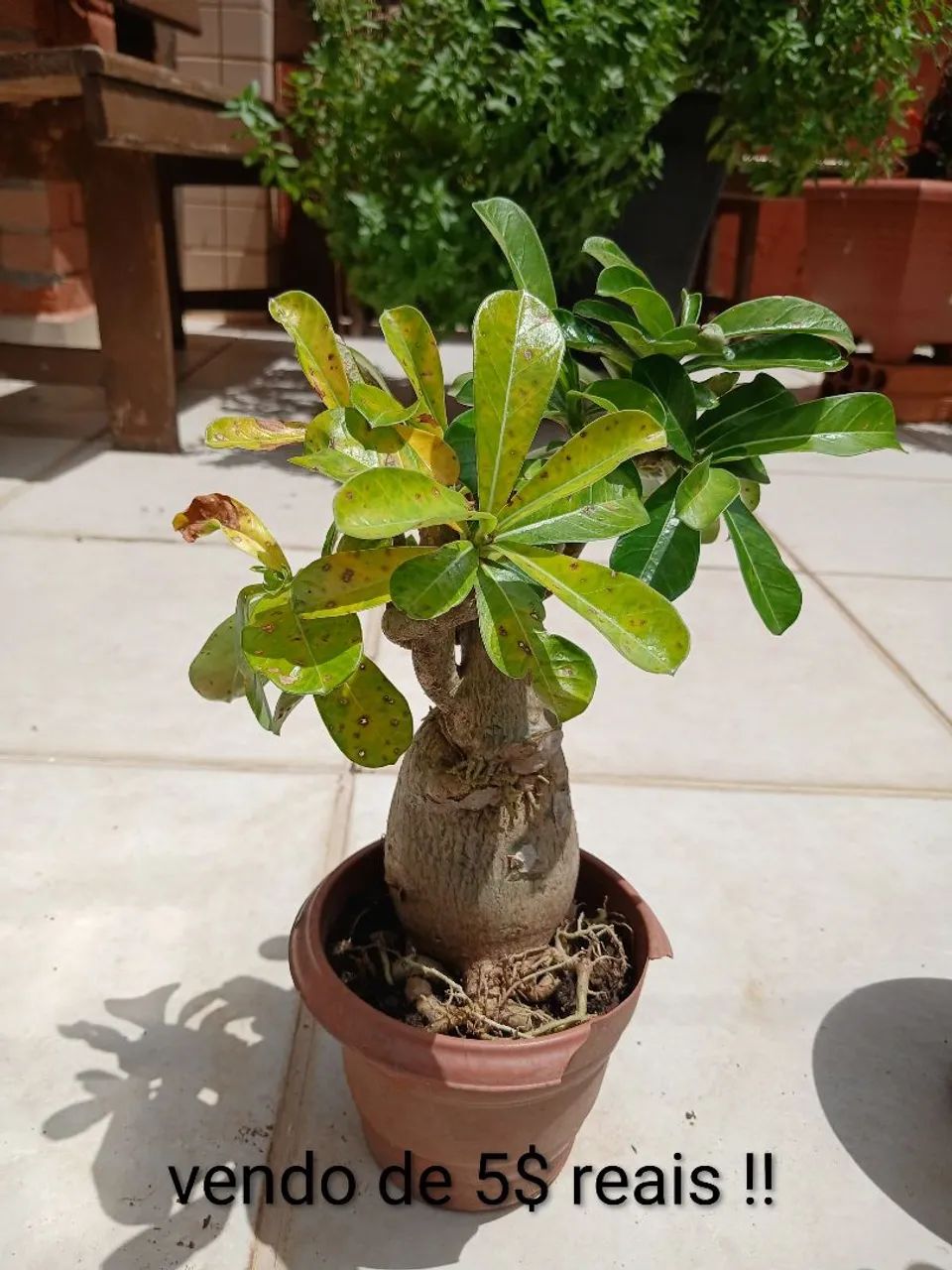 Plantas do deserto  - Foto 2