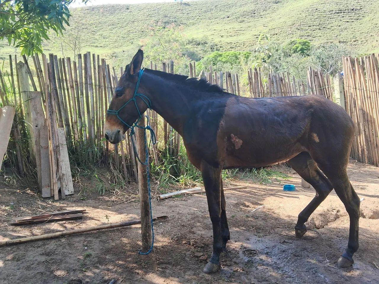 Vendo mula top - Foto 2