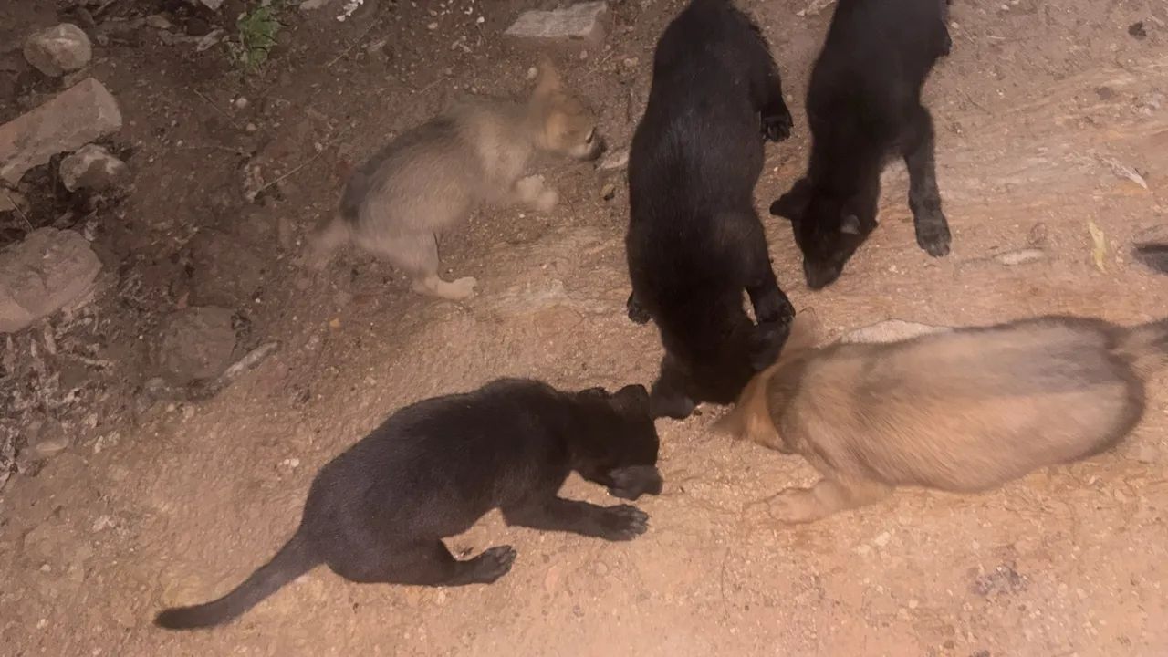 Filhote de 1 mês de nascido  - Foto 3