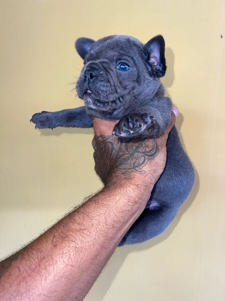 Bulldog francês 