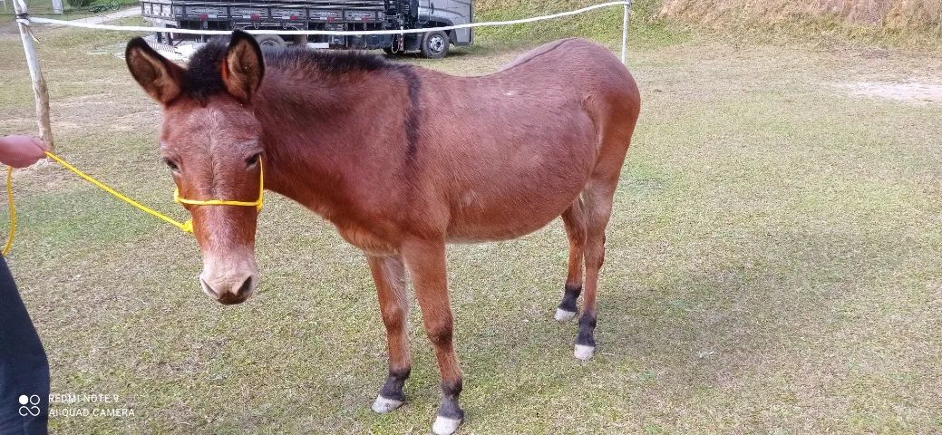 Bem mansa. - Foto 4