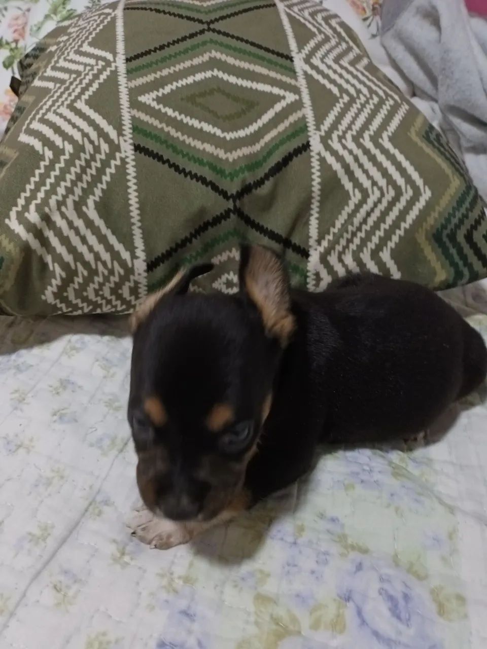 PINTI   - Foto 2